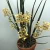 Oncidium ascendens 